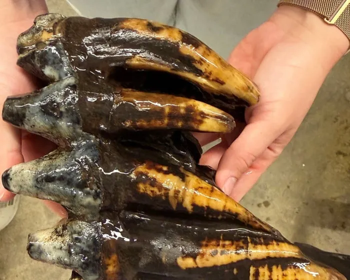 Fossilized 10,000-year-old mastodon tooth found by California scientist