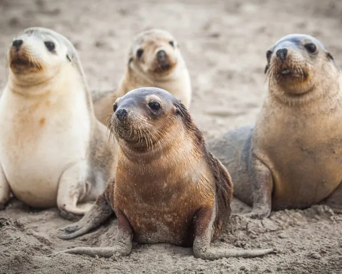 News live: first case of bird flu in endangered Australian sea lion confirmed; WA police hunting for two men after Perth shooting