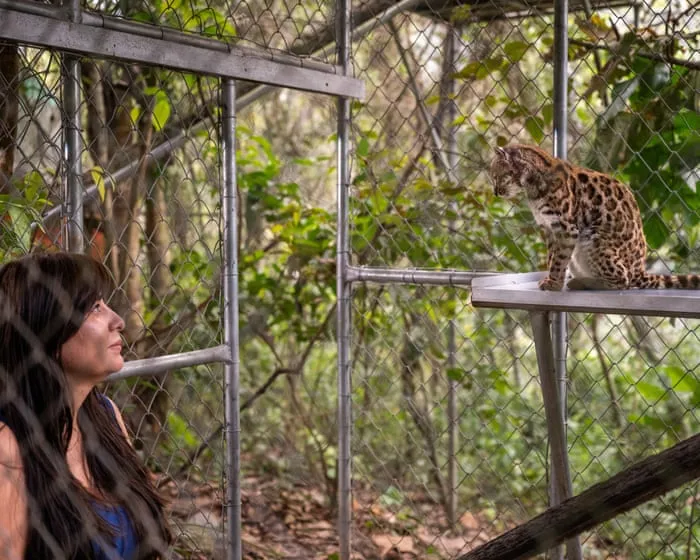 New cat species identified for first time in more than a century in Bolivia