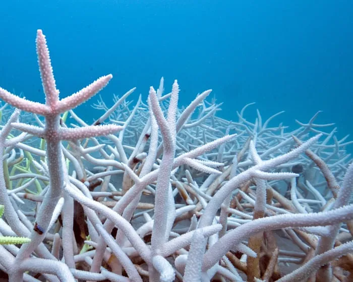 World’s oceans absorbed record heat equal to 40 times annual global energy use