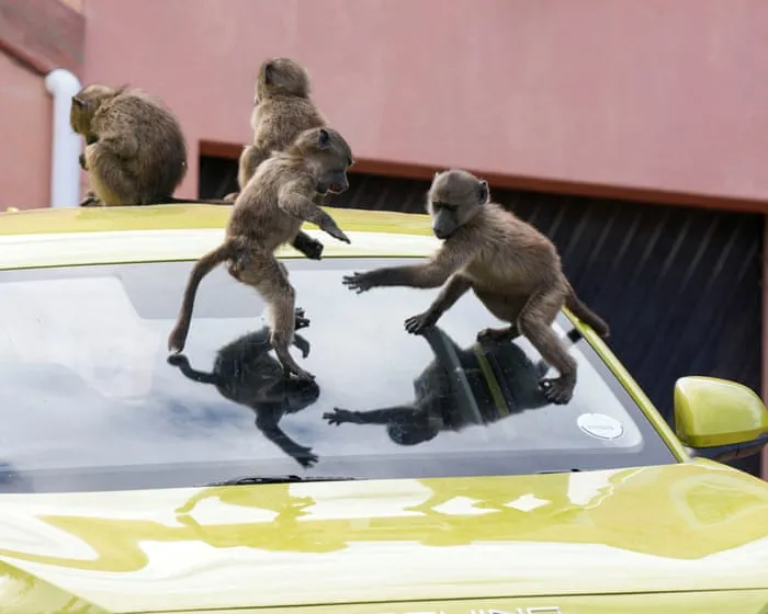 ‘It’s hard to sell a house when it’s covered in baboon faeces’: Cape Town divided over plan to remove its monkeys