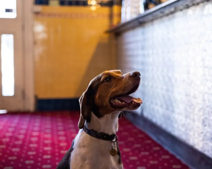 Are pubs and pups a good mix? Dog owners delight as Victoria looks to follow Europe’s lead