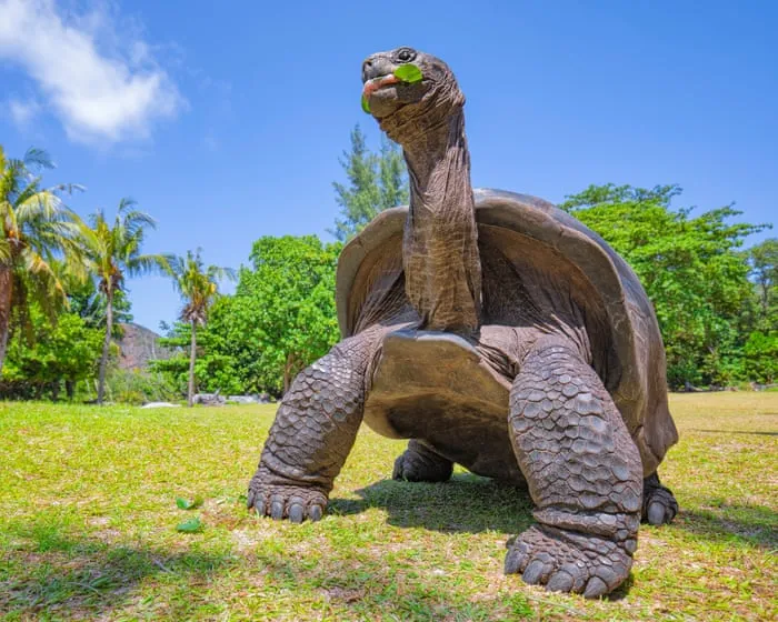 Seychelles giant tortoise numbers hit record 180,000 in conservation triumph