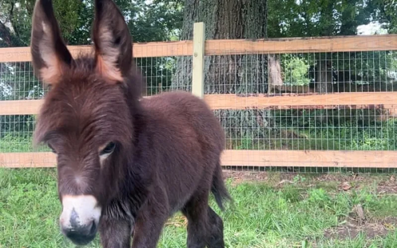 Georgia police officer put on leave after family’s pet donkey killed during search