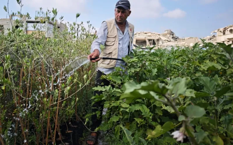 On scraps of land and under constant threat, Gaza farmers struggle to survive