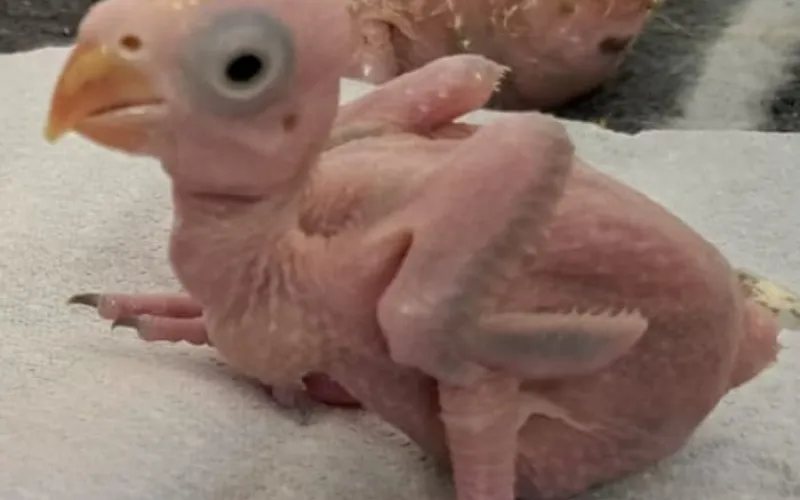 South African police arrest two Thai men for allegedly smuggling parrot eggs