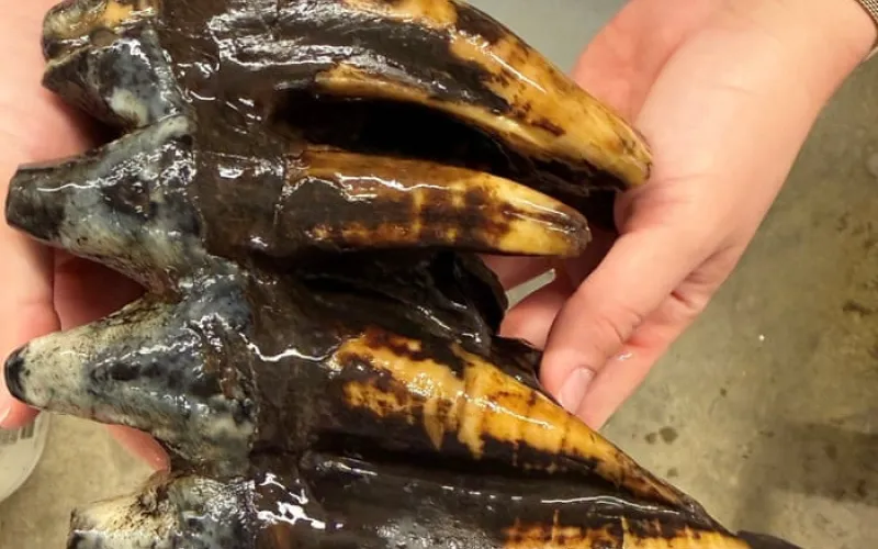 Fossilized 10,000-year-old mastodon tooth found by California scientist