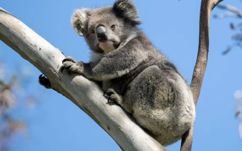 Victoria’s koalas in chronically poor health and population is half what was previously estimated