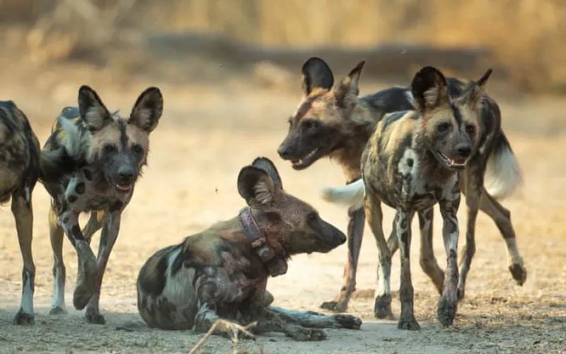 ‘Like a Disney movie’: Three wild dog brothers make Africa’s longest journey