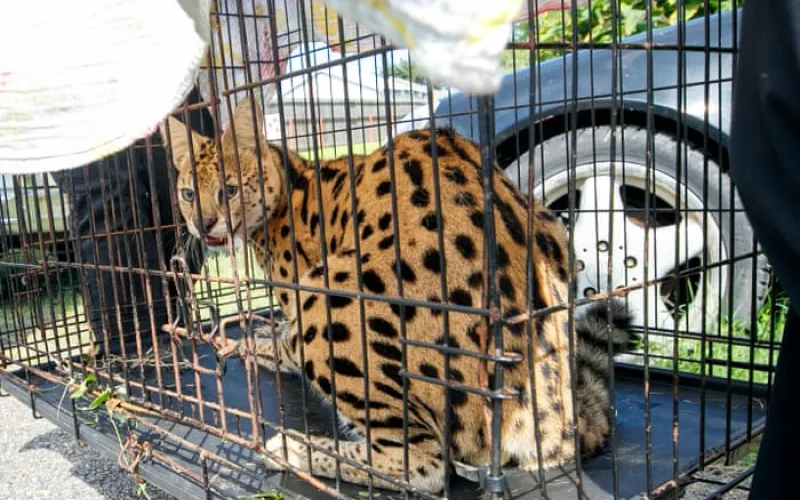 Louisiana firefighters find feline native to sub-Saharan Africa while responding to house fire