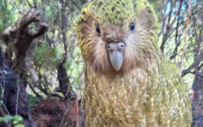 Kākāpō rising: 90 chicks swell population of the world’s heaviest parrot