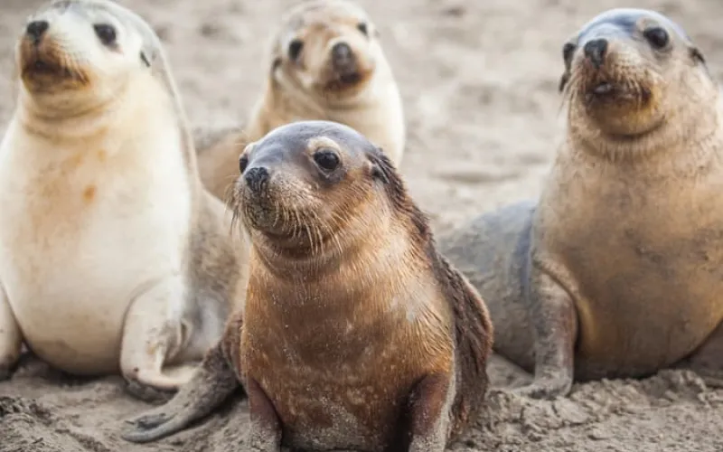 News live: first case of bird flu in endangered Australian sea lion confirmed; WA police hunting for two men after Perth shooting