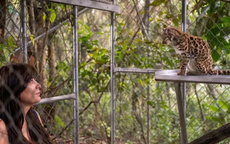 New cat species identified for first time in more than a century in Bolivia