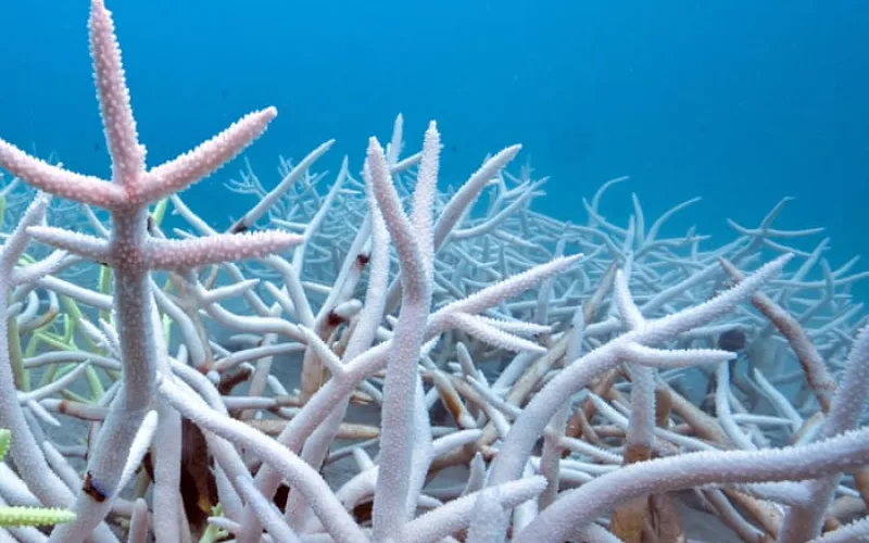 World’s oceans absorbed record heat equal to 40 times annual global energy use