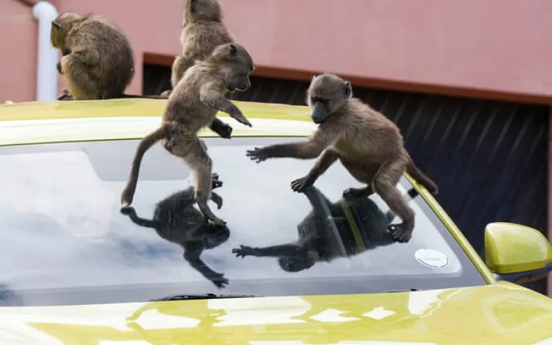 ‘It’s hard to sell a house when it’s covered in baboon faeces’: Cape Town divided over plan to remove its monkeys