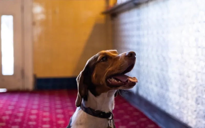 Are pubs and pups a good mix? Dog owners delight as Victoria looks to follow Europe’s lead