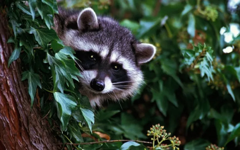 LA officials document first case of a rabid raccoon in more than 50 years