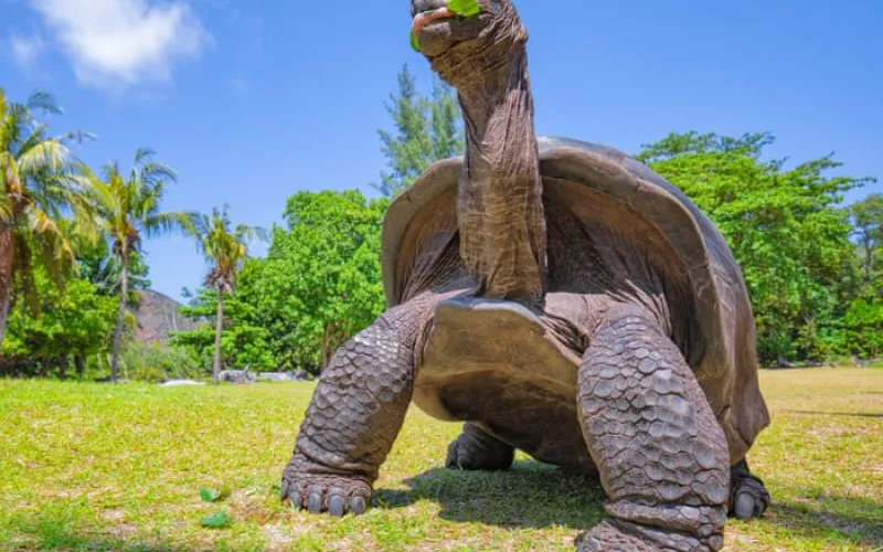 Seychelles giant tortoise numbers hit record 180,000 in conservation triumph